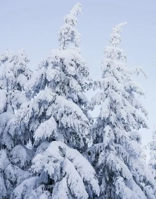 血液粘稠度！今日大雪｜瑟瑟寒风起 氤氲茶香里！蚌埠疾控带你进入养生状态！