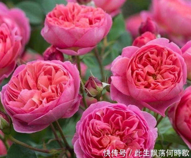 养花就养4种花,家里养一盆,开花漂亮花期长,谁养谁上瘾