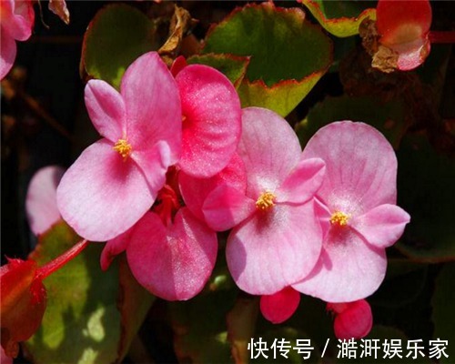 四季海棠不好养教你3个养护小妙招,花开爆盆满屋香