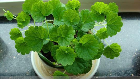 在家要养就养2种野草，都是吸附甲醛的小能手，养在家中当“宝”