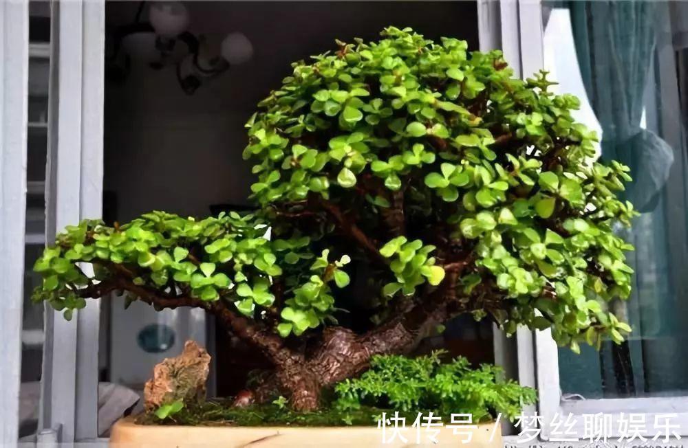 君子兰|老花农1句话，茶花养的花大叶绿，比看书还长知识！