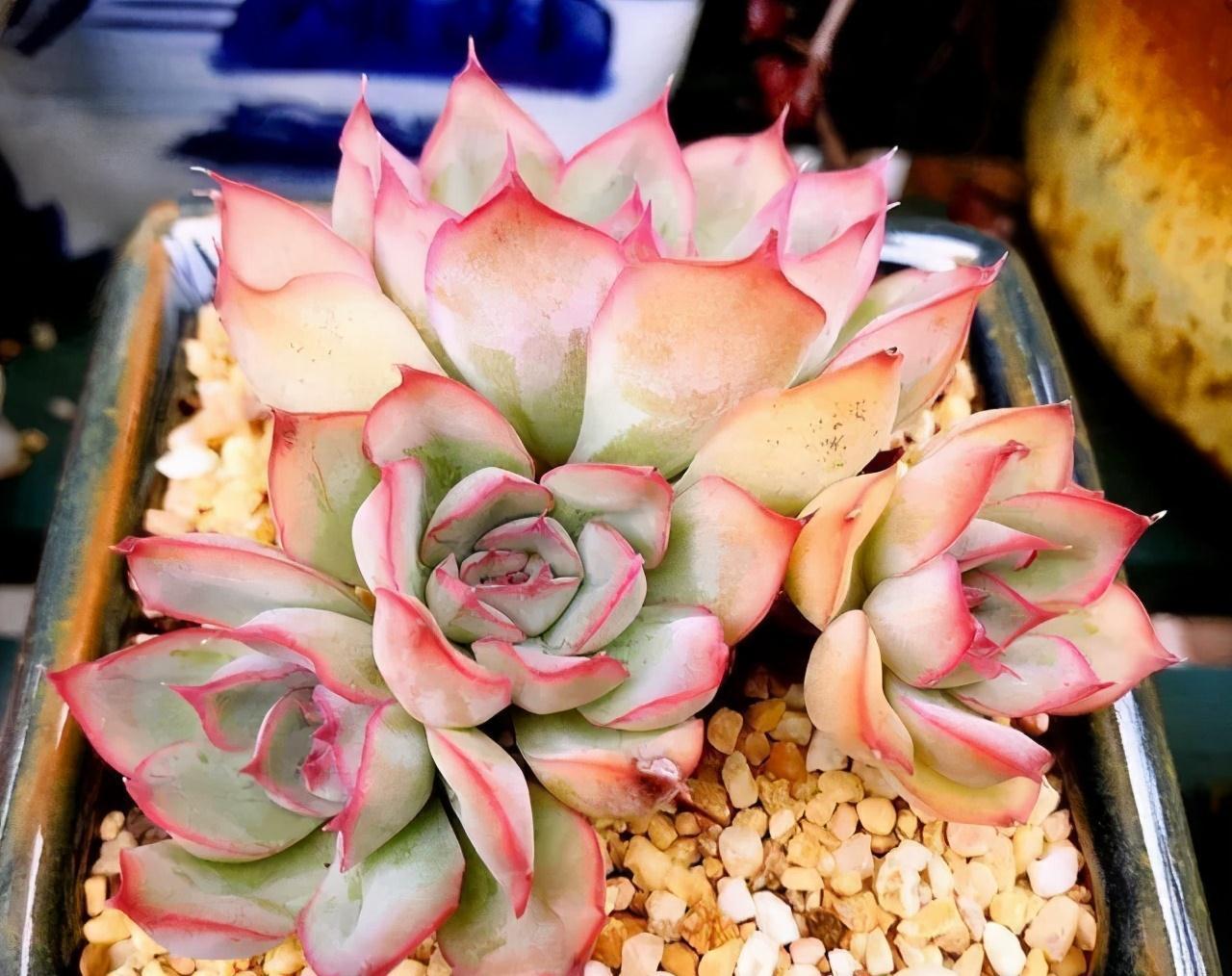 花盆|多肉总烂根,注意这三个小细节,催新芽冒白根,养成小老桩