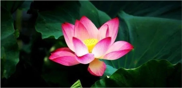 运势$王阳明告诫:男人后半生运势,靠的不是钱和人脉,需牢记七字真言