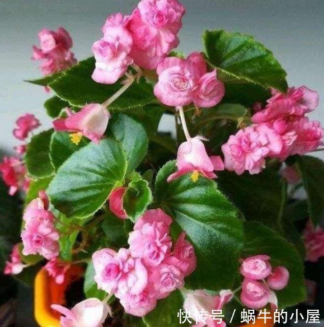 漂亮|此花超漂亮,沾土就活,花朵迷人,阵阵花香,花朵大