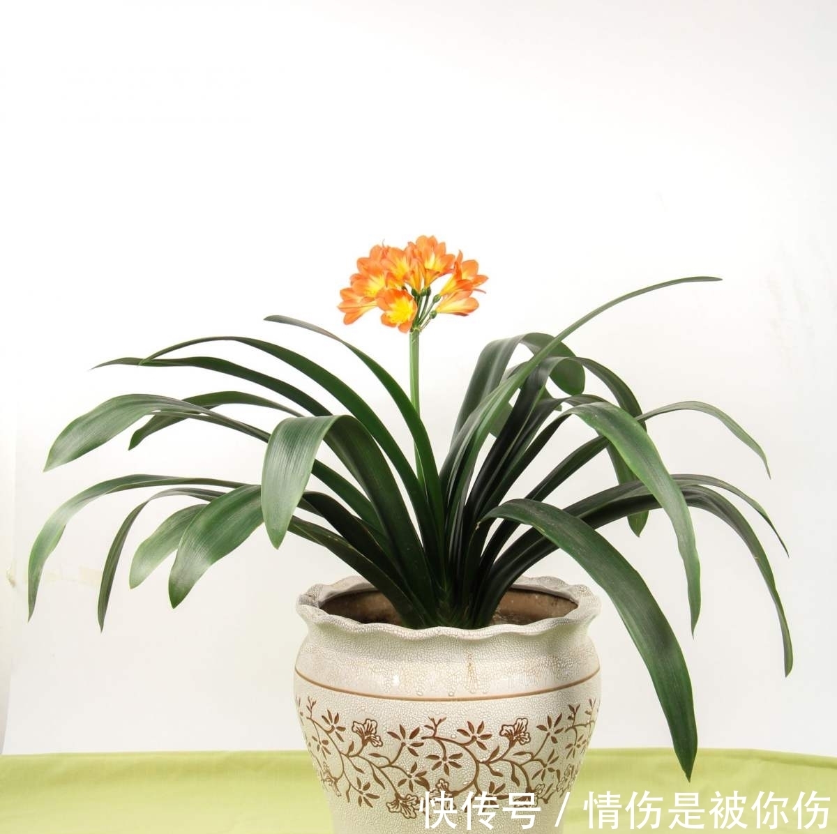 氮磷钾肥不用买,在家就能做,省钱效果好!