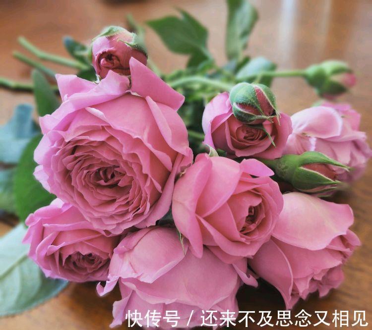 木槿|4种花养在家里超美的，开起花来拦不住，不易生病好养护
