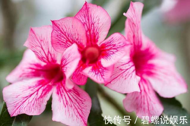 盆栽|不要再盆栽绿萝吊兰了，这种花卉非常好养，一年四季花开不断！