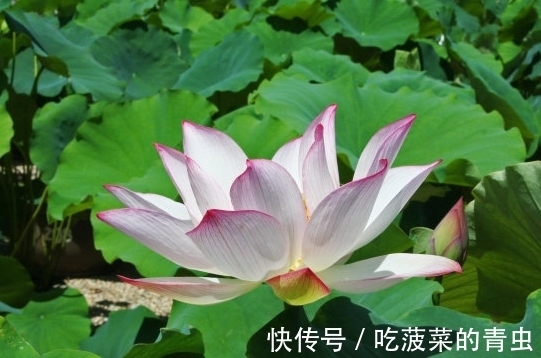 富得流油|7月15日开始，吉星照耀，4属相桃花朵朵开，生活越来越旺