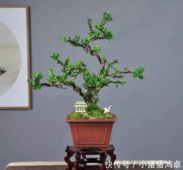 银杏树|聪明人爱养这八种“守家树”,护宅吉祥保平安,养好了都是传家宝