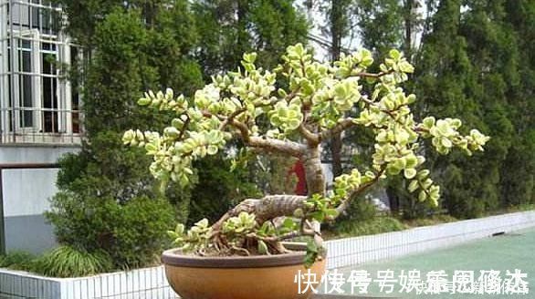 大神|大神养金枝玉叶,每月喂上“1碗汤”,枝粗叶绿,2年成高价老桩