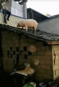 |搞笑GIF:裤子事小,脸面事大,这下以后还怎么见人?