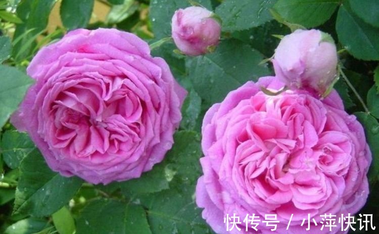 阳台|几种花,开花漂亮又好养,堪称是“开花机器”,养在阳台极美了