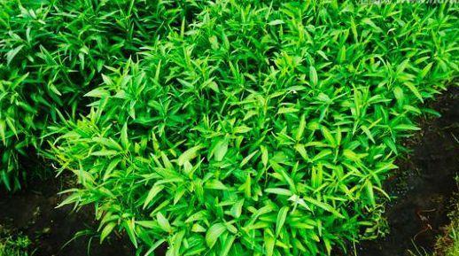 野菜|夏天爱吃野菜的女人最美丽，几种野菜可美容养颜、清热解毒、减肥