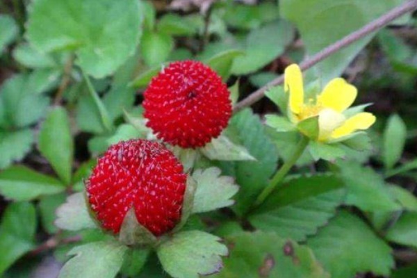 农村|农村的“野草莓”，老人说被蛇爬过不能吃，殊不知价值好珍贵