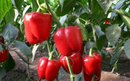 长寿|人到中年想长寿,坚持吃4种食物,腰不痛了,腿不酸了,早吃早好