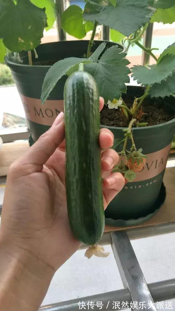 3种“水果”蔬菜,阳台就能种,青脆爽口,老人小孩都爱吃!