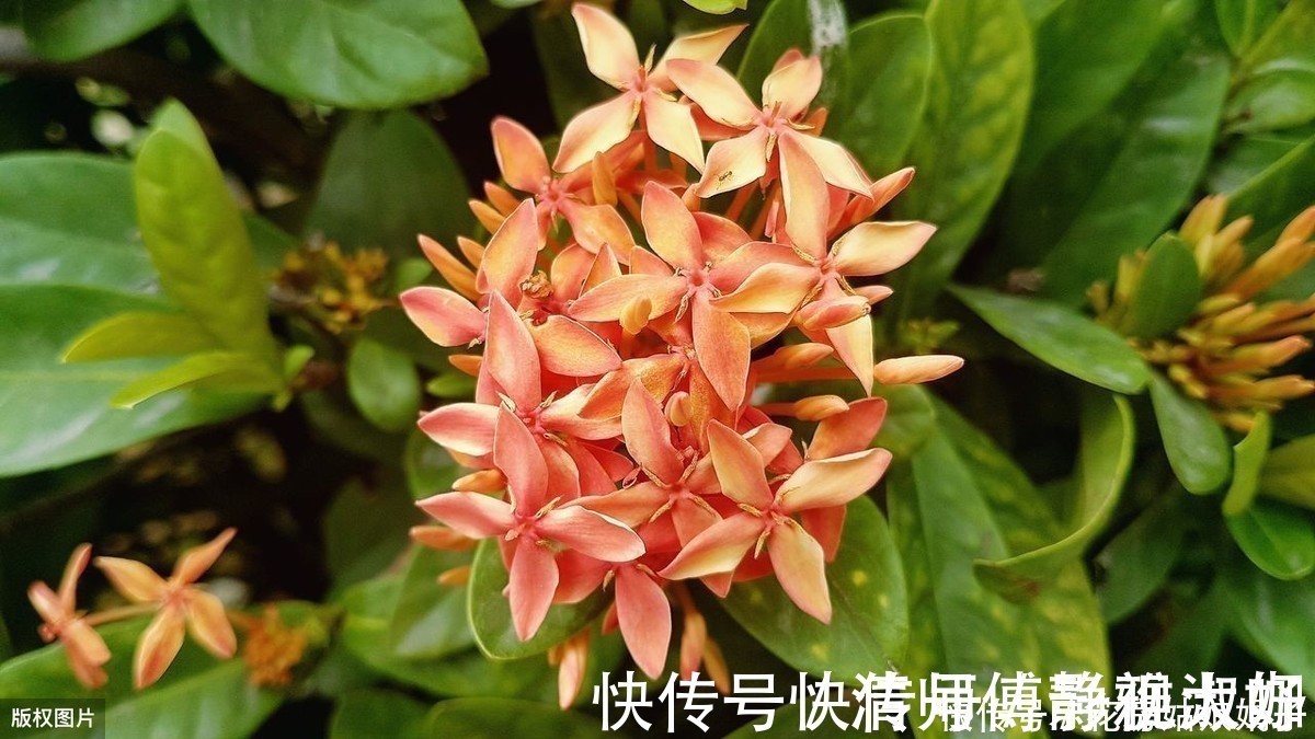 喷洒|爱吃醋的5种花,兑水喷一喷,叶子变得绿油亮,开花大又多