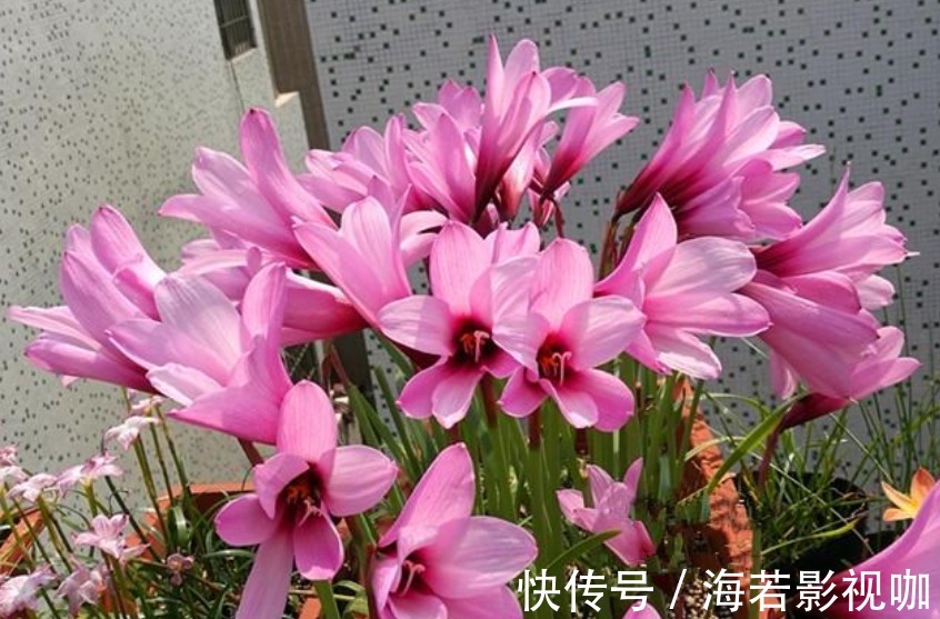 4种“漂亮”的花,便宜又好养,10块钱“两盆”,每天有花赏!