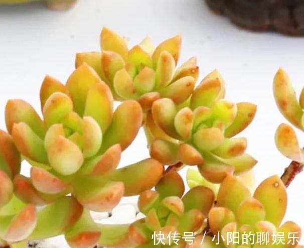 爆盆|分享6种超级好养的多肉,轻松养爆盆又漂亮,养再多都不嫌够