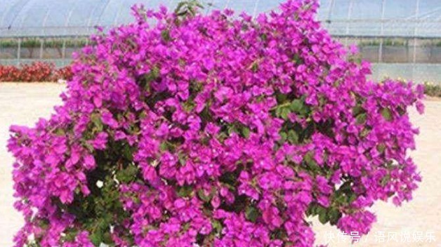 养出|养出开花多的花卉,要掌握“妙招”,花芽乱窜,次次花开“爆盆”