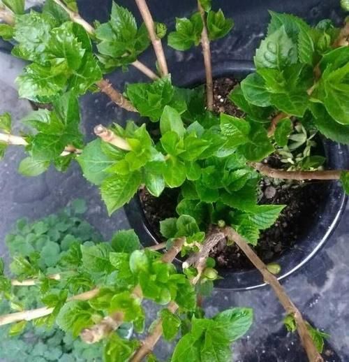 第一年种的绣球，开花太多需要剪掉些吗？