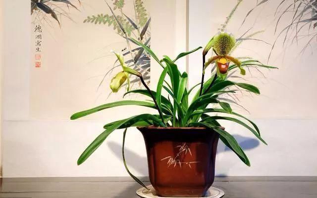 花盆|家庭养花的知识与技巧，你掌握了吗？