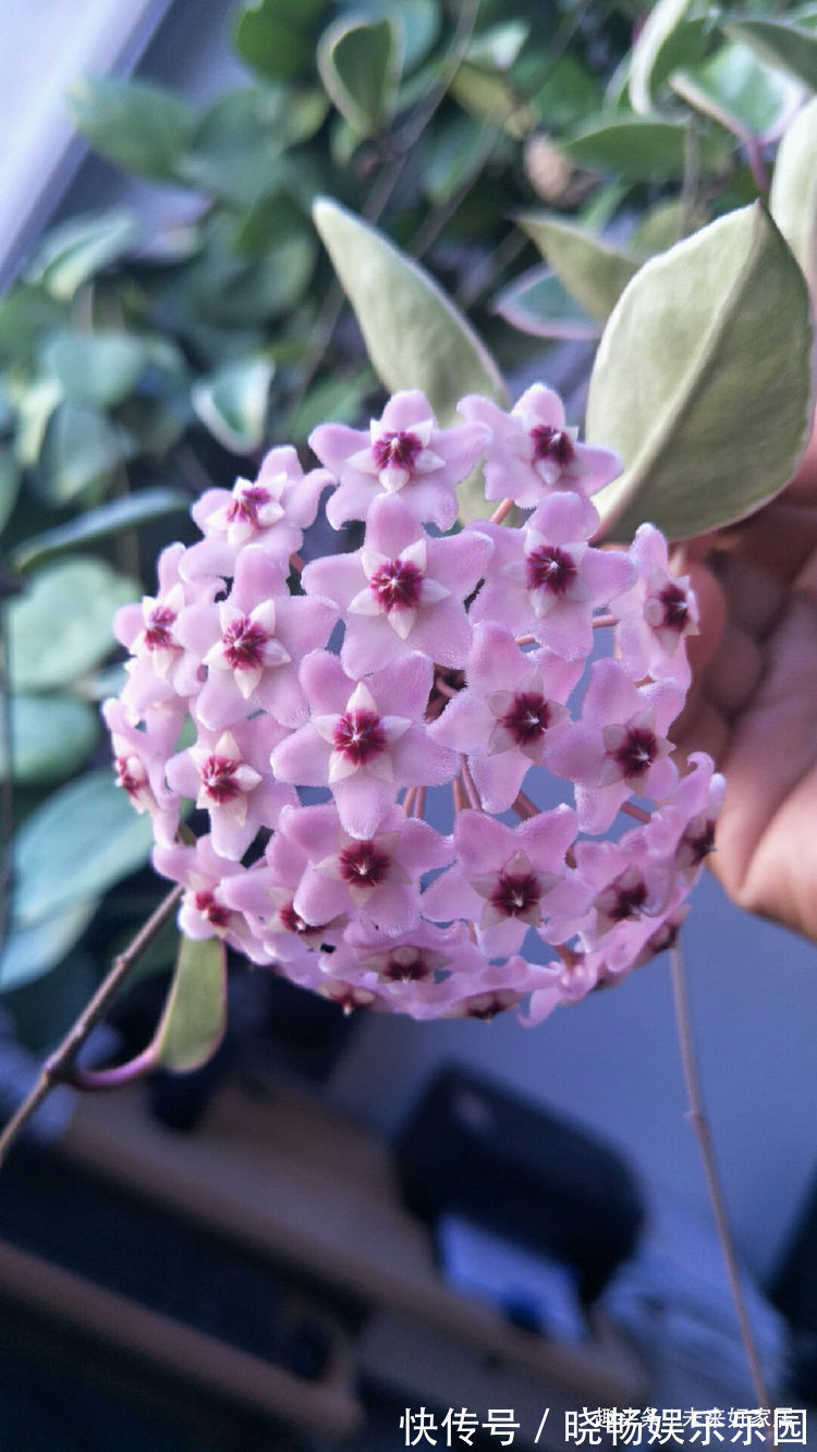 喜欢三角梅,推荐试试优良品种“柠檬黄三角梅”,花开靓丽多姿!