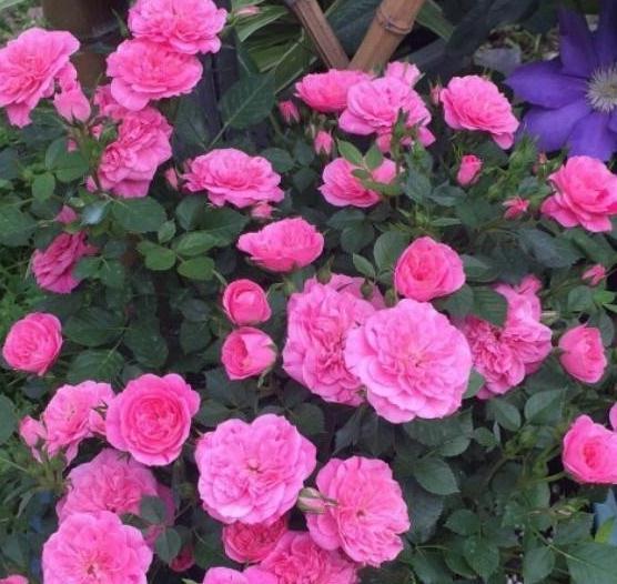 新上盆的月季怎么快速服盆，杜绝僵苗死苗问题