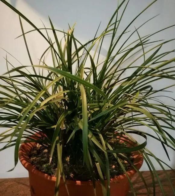 长寿|一棵长寿的花,124个花箭,开花,锅盖打开的方法