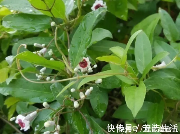 青木香|此植物,闻着有一股鸡屎味,吃起来却又清香回甘,咳嗽一吃就见效