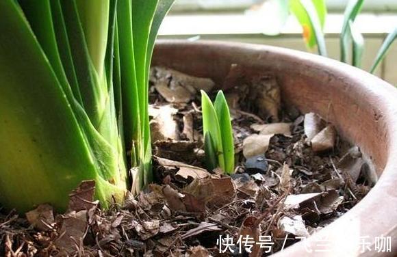 叶片|养花，不懂得规避这9个误区，难怪盆栽一直饱受摧残