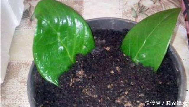 叶片|养4种花,摘下片叶子就能扦插,一样能生根成活
