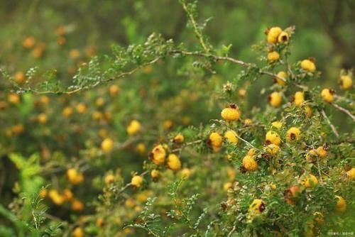 石斛|“天然雌激素”指哪些食物？女性敞开吃，气色越来越好