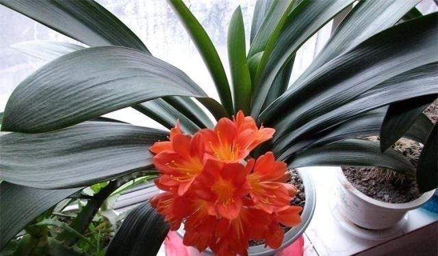 君子兰不开花，原来是“这”惹的祸！赶紧纠正，很快就有花可赏！