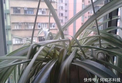 吊兰叶子干尖要如何处理,为啥会出现这种状况