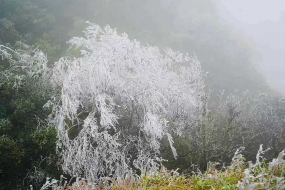 武鸣大明山化身“冰雪世界”， 雾凇云瀑美如仙境！