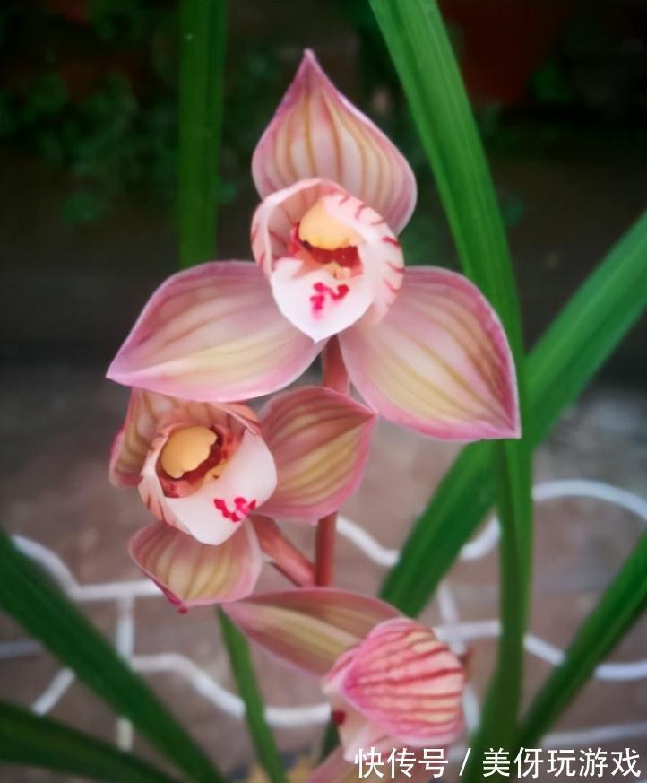 兰花瓣型详细解说，快来瞧瞧您养的兰花是什么瓣型吧