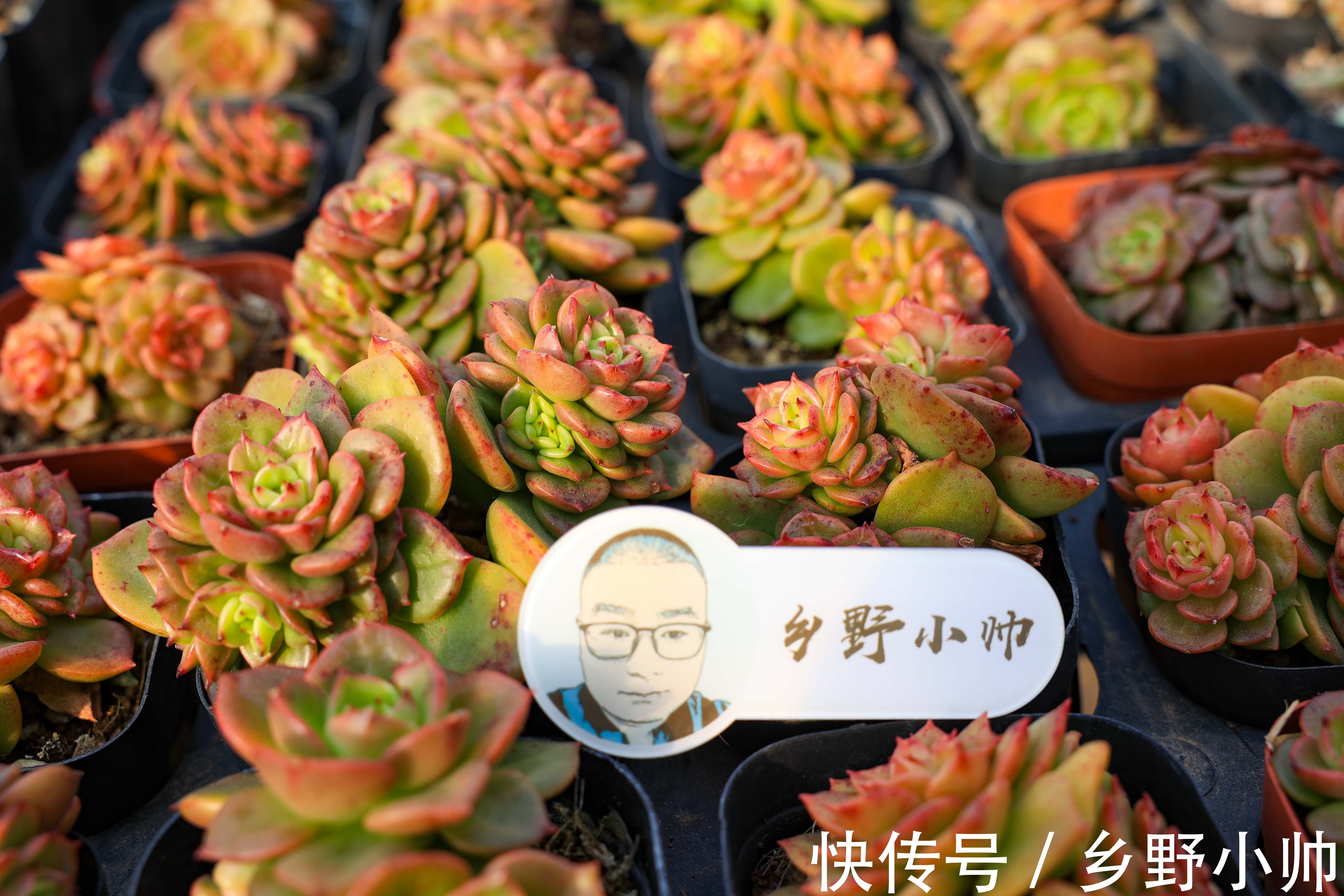 好花配好器，选盆很重要，选对花盆不仅外形好看肉肉也能更健康