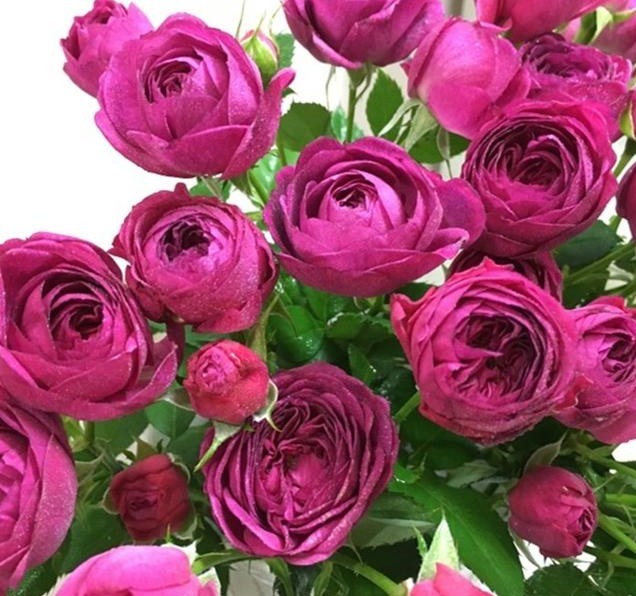 分枝|月季寿命有多少年养的时间越久长的越差,开花又少又小怎么办