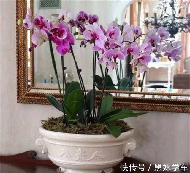 蝴蝶兰凋零别扔！用半水耕法，几个月后就“兰开二度”，超惊喜！