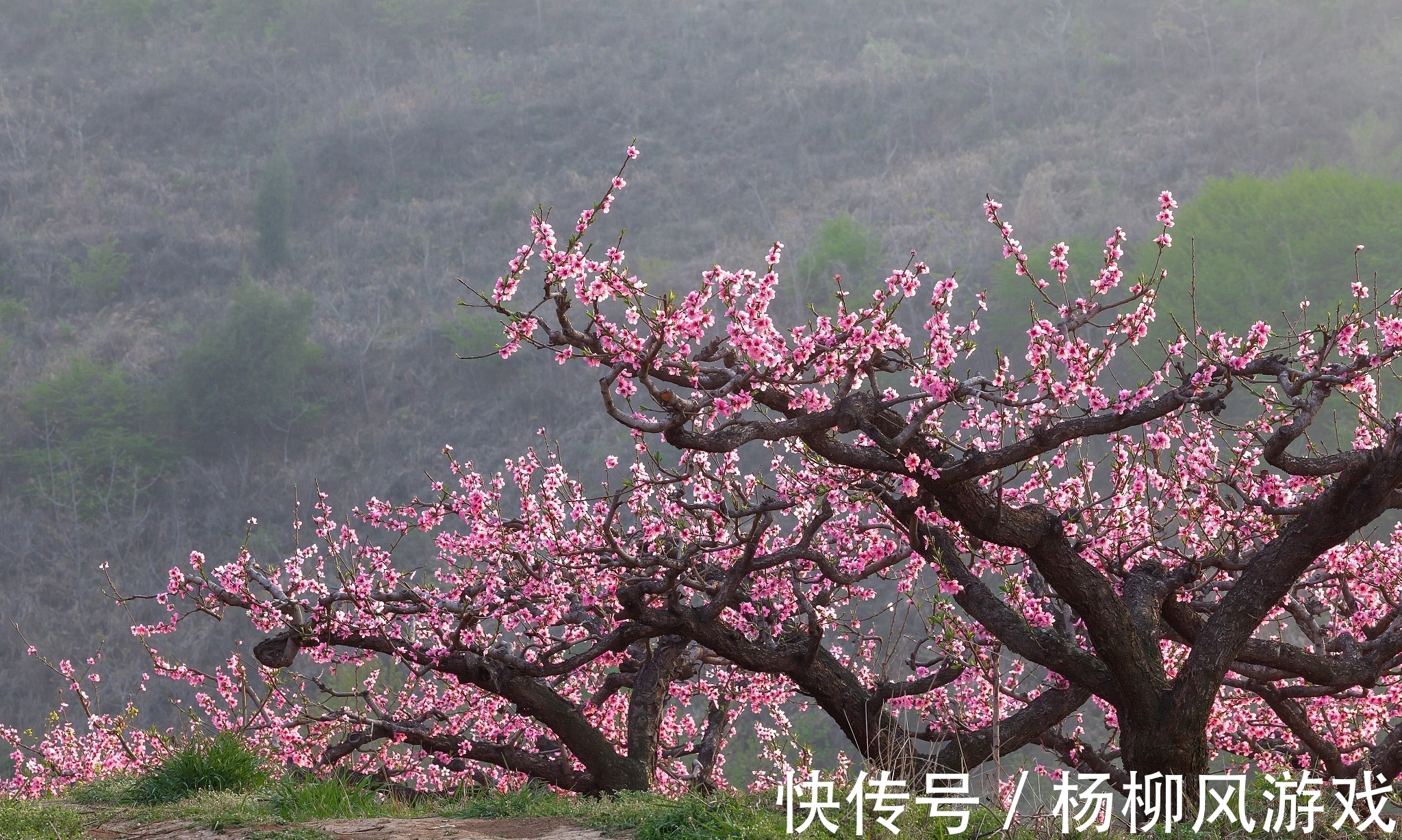 秦岭国家植物园|陕西冷知识：关于陕西这24个世界之最和中国之最，你还知道哪些？