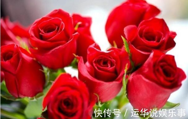 喜欢菊花,不如养盆“玫瑰精品”卡罗拉,花开红艳似火,美艳优雅