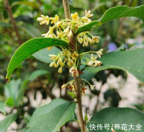 香水花|5种著名的“香水花”，满屋子都是香味，真是“活香水”