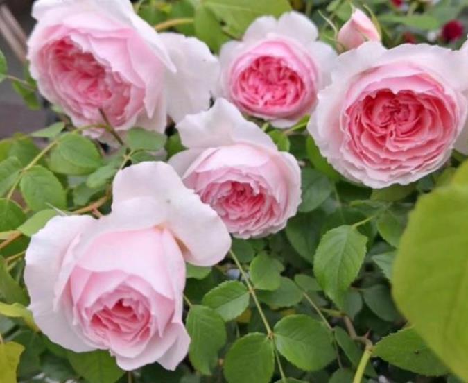 2021年养过的10款月季，皮实好养开花美，你最喜欢哪种？