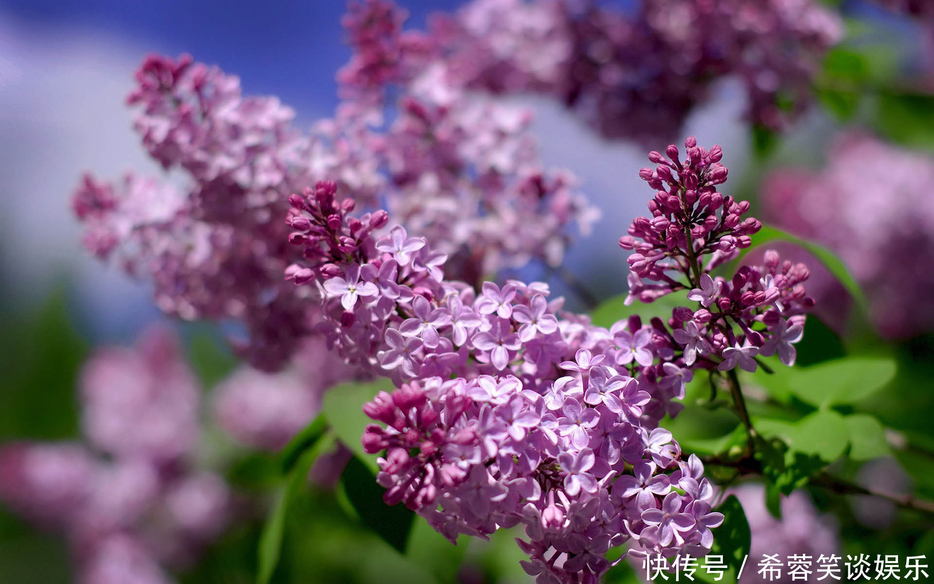 此花是忧愁也是思念,有着最为高贵的色彩,是跨越空间的思念