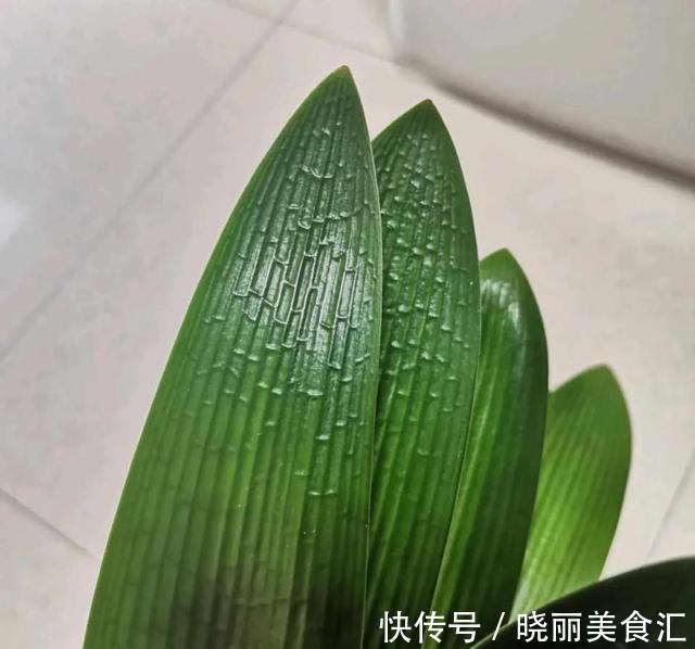 松针土|君子兰盆里扔点“壮根颗粒”,长芽冒花两不误,越养越美