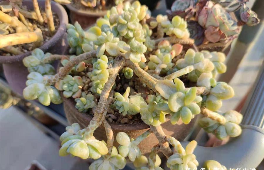 放在楼顶的多肉虽有轻微冻伤,但问题不大,目前依然还在坚持露养