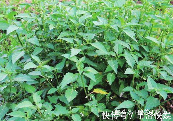 东风菜|农村田里的4种“救命草”,消炎止痛、解毒抗癌,谁吃谁“长寿”