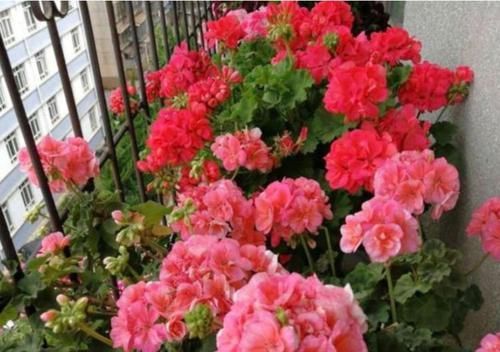  养上|家里养上3种花，浇水就疯长，开花爆盆很容易