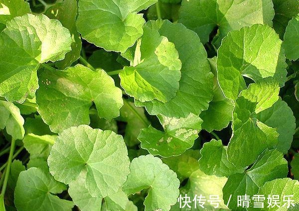 这野草叶片有裂缝,长相似铜钱草,却更受欢迎,炖鱼味道鲜